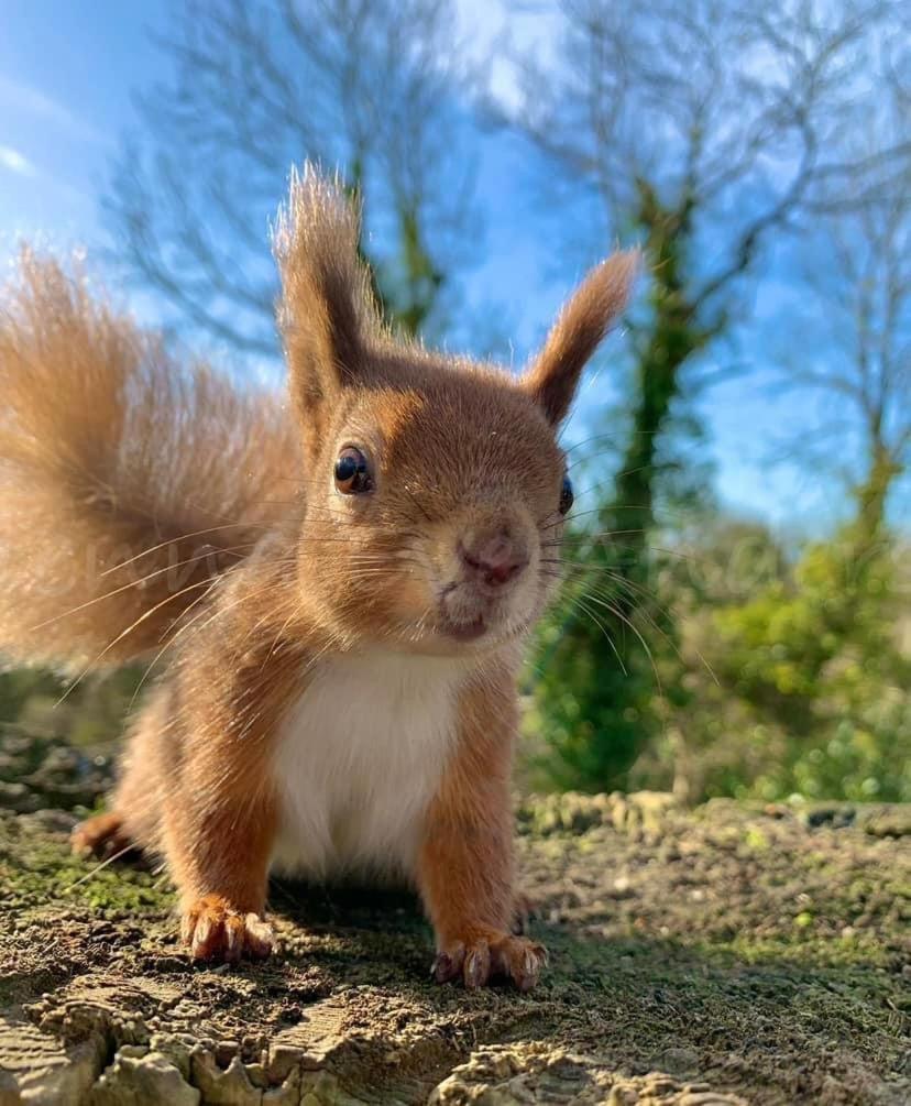 Red Squirrel Lodge Sandown Kültér fotó